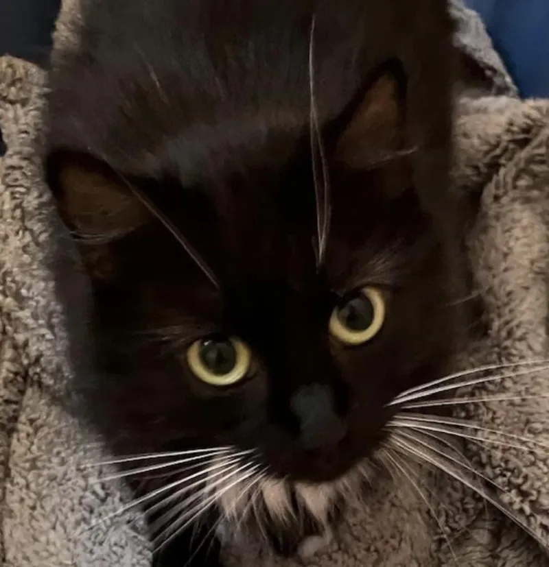 A young medium-sized female Black & White / Tuxedo Domestic Medium Hair cat named Socks for adoption in Cincinnati, OH