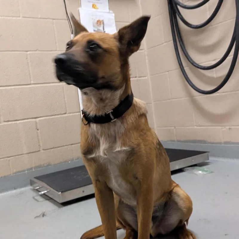 An adult medium-sized male Mixed Breed dog named Major for adoption in Tacoma, WA