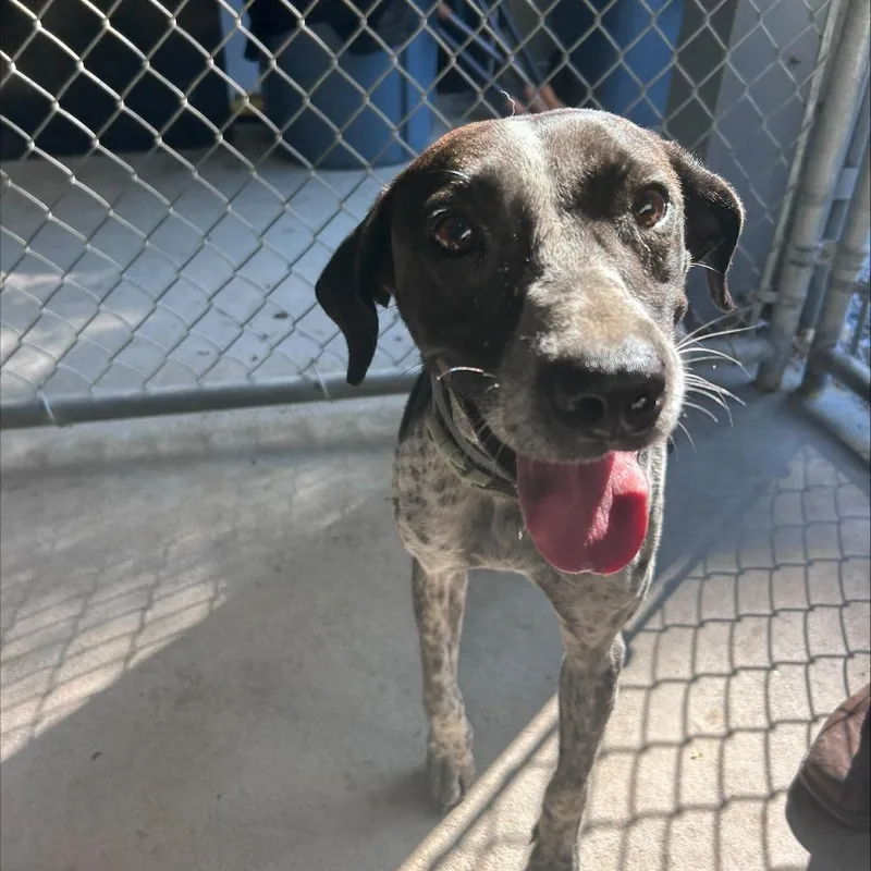 A young medium-sized female Black Mixed Breed dog named Sadie for adoption in Mount Gilead, NC