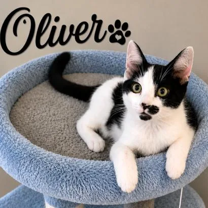Oliver  Stunning Turkish thumbnail 3