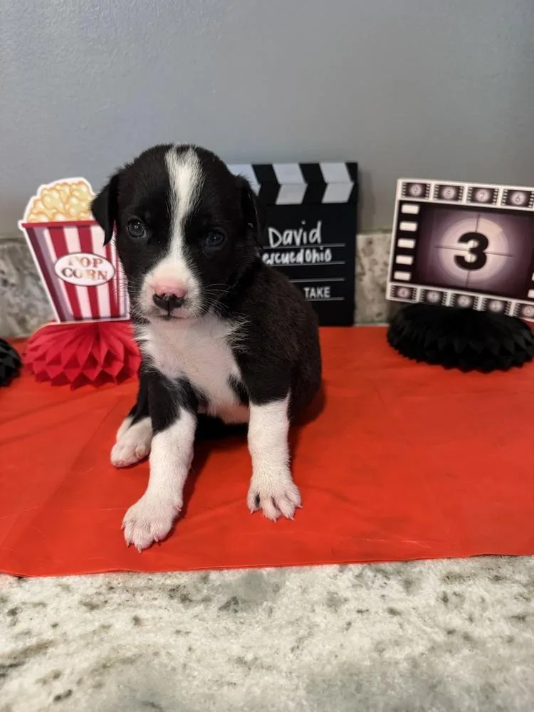 A baby medium-sized male Bull Terrier dog named David for adoption in New Albany, OH