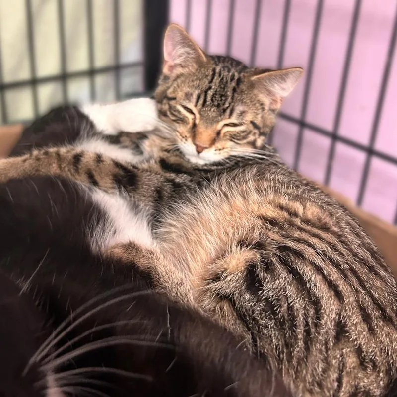 A baby small-sized male Brown / Chocolate Domestic Short Hair cat named I'm Traveling Not Driving for adoption in Davenport, IA