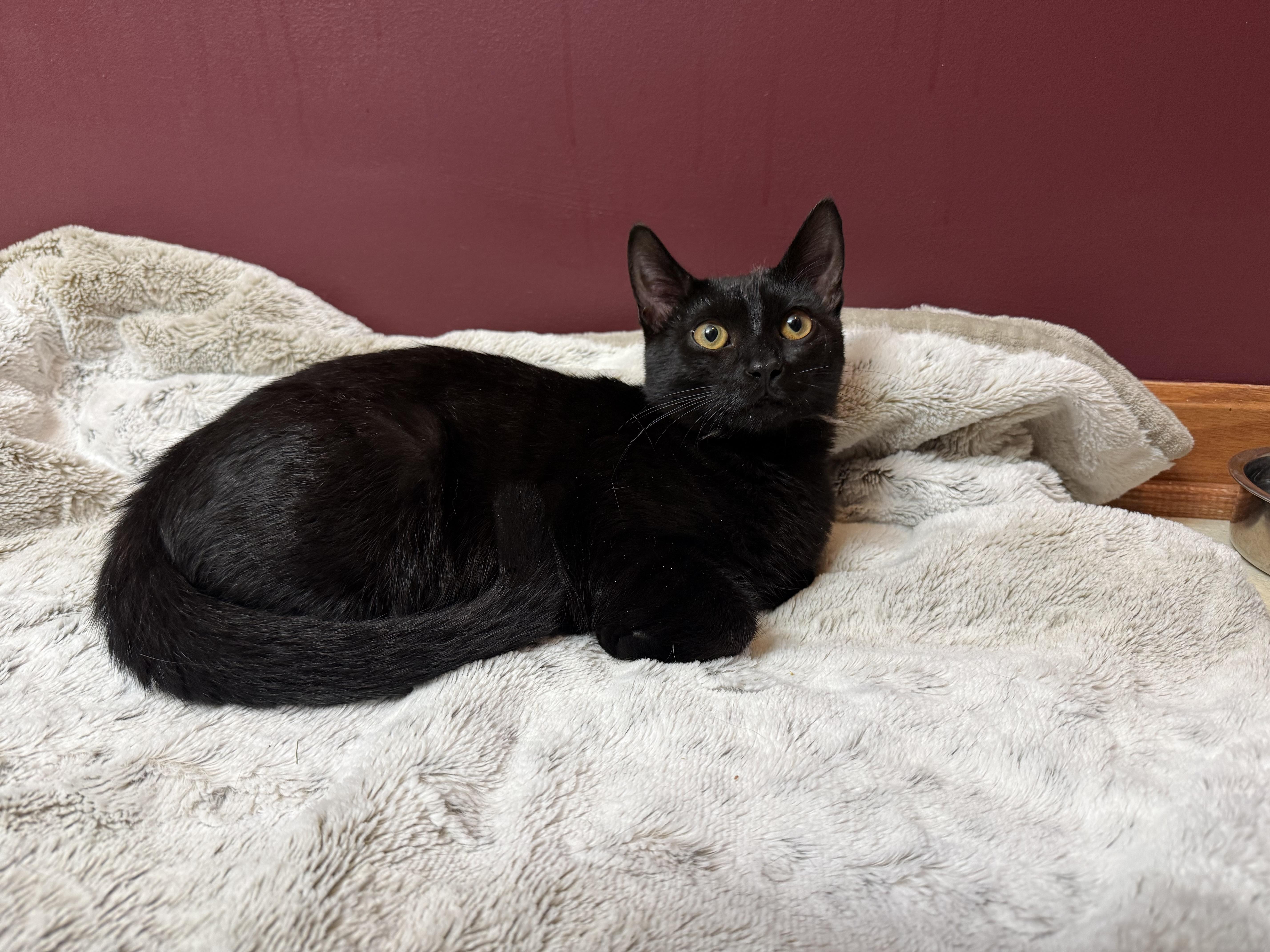 A baby small-sized male Black Domestic Short Hair cat named Dylan for adoption in Hartville, OH