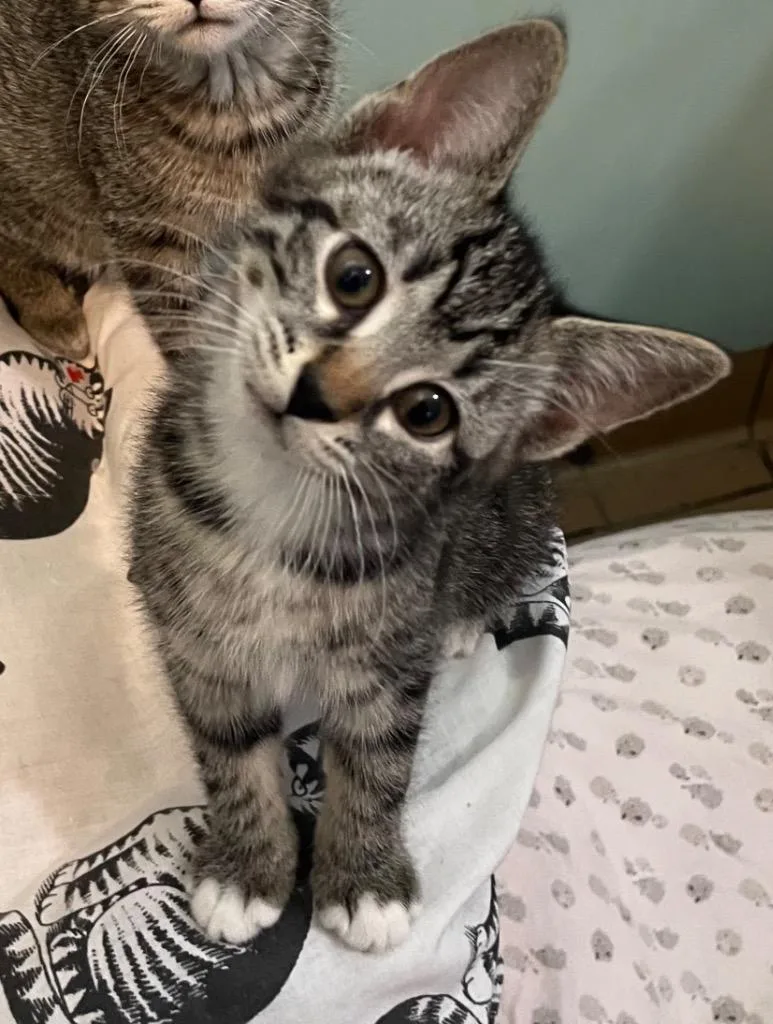 A baby small-sized female Domestic Short Hair cat named Chelsea for adoption in Westfield, NY
