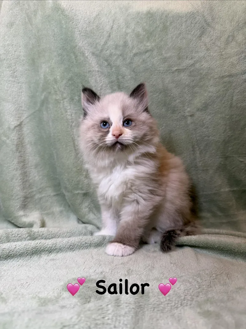 A baby medium-sized female Chocolate Point Siamese cat named Sailor for adoption in Copley, OH