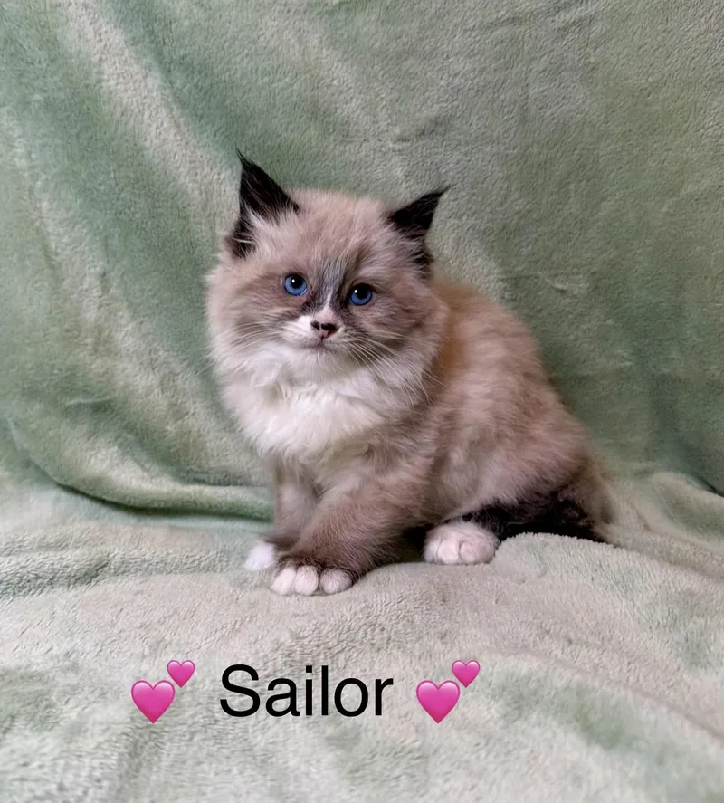 Sailor thumbnail 2