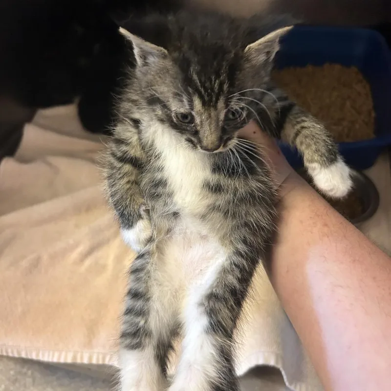 A baby small-sized male Brown / Chocolate Domestic Short Hair cat named Popsicle for adoption in Bristol, IN