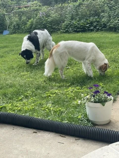 An adult large-sized male Great Pyrenees dog named Boddah & Maple for adoption in Oregon, WI