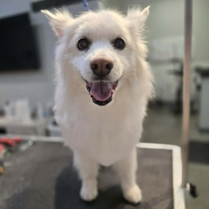 A senior small-sized male White / Cream American Eskimo Dog dog named Houston for adoption in Ada, MN
