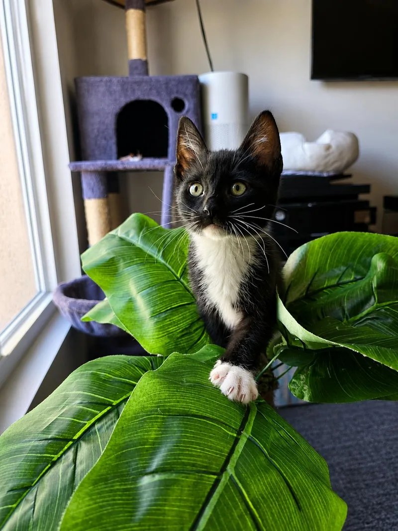 Bandit