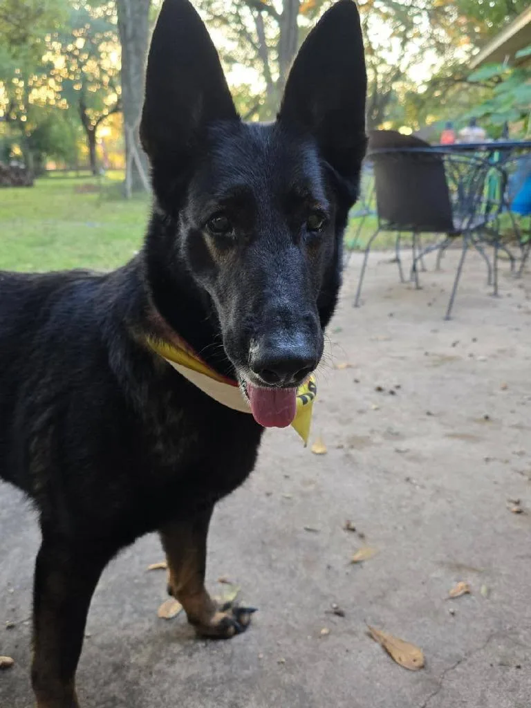 A senior medium-sized female Shepherd dog named Raz for adoption in Spring, TX