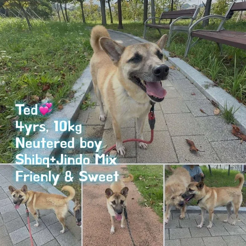 An adult small-sized male Yellow / Tan / Blond / Fawn Shiba Inu dog named Ted for adoption in Bend, OR