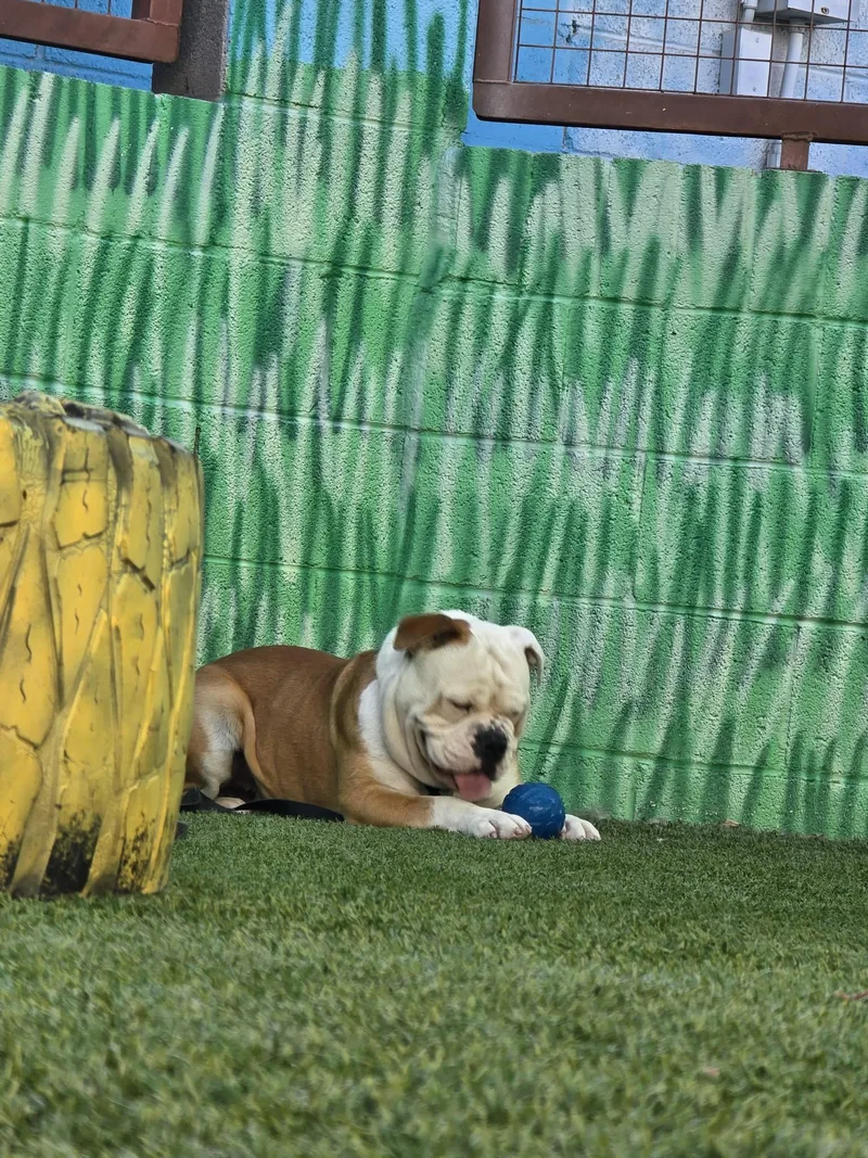 Butterball thumbnail 2