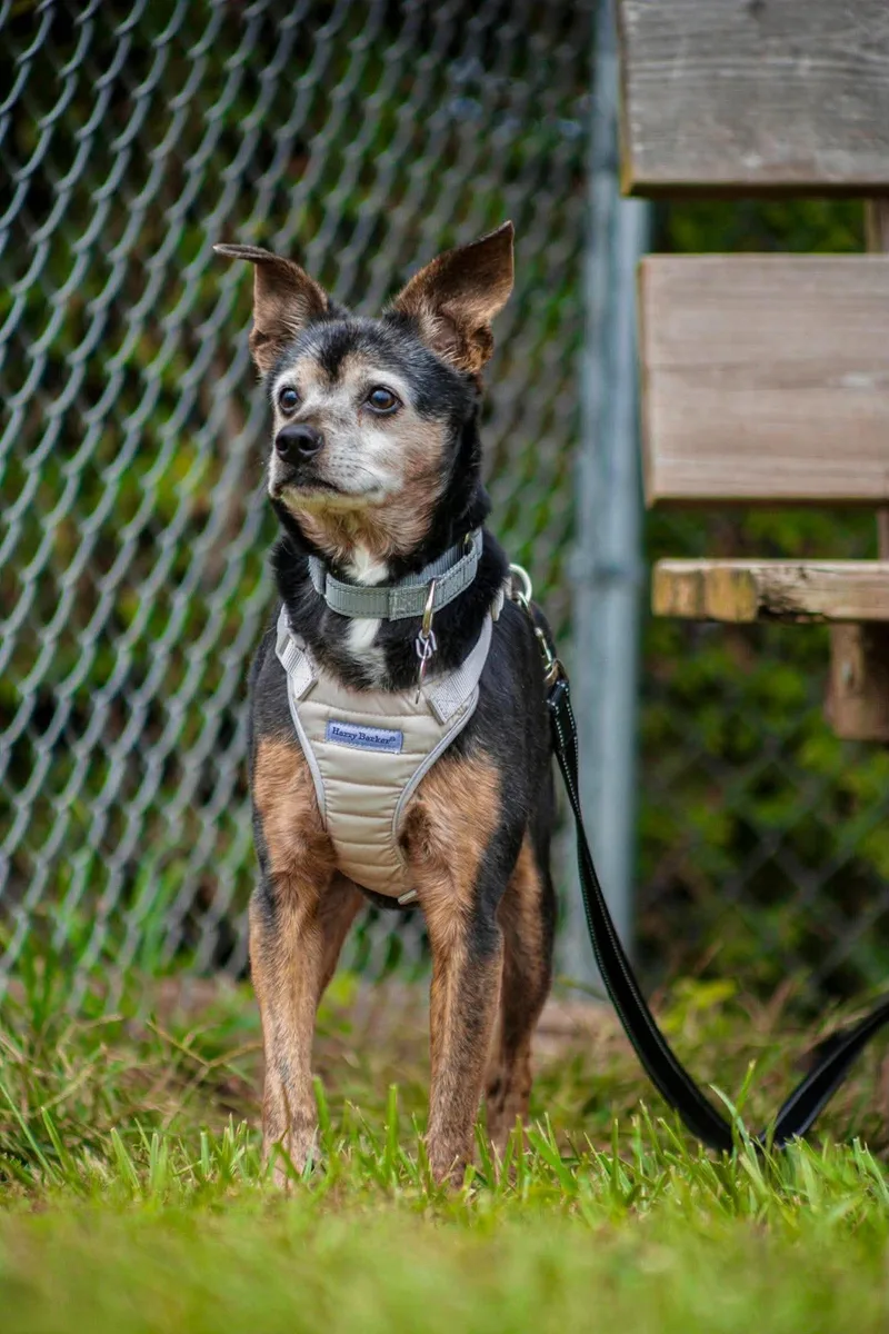 A senior medium-sized male Terrier dog named Vito for adoption in Valparaiso, IN