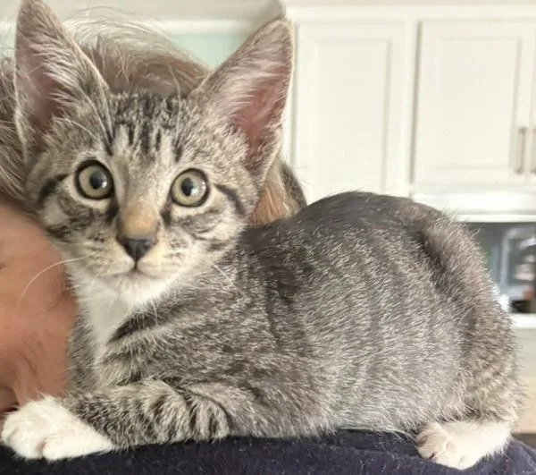 A baby small-sized female Domestic Short Hair cat named Brooke for adoption in Novato, CA
