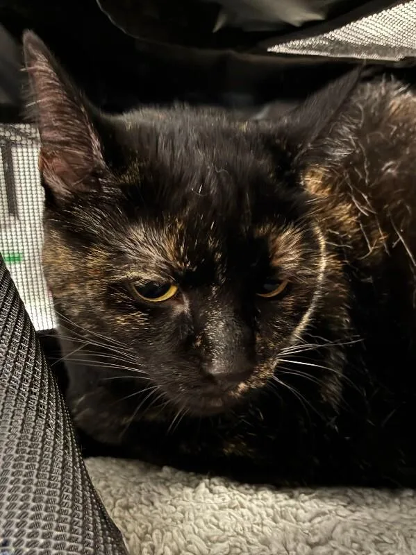An adult medium-sized female Tortoiseshell Domestic Short Hair cat named Tristopher for adoption in Cincinnati, OH