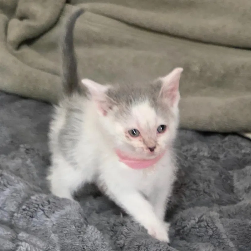 A baby small-sized male White Domestic Short Hair cat named Stinker for adoption in Chicago, IL