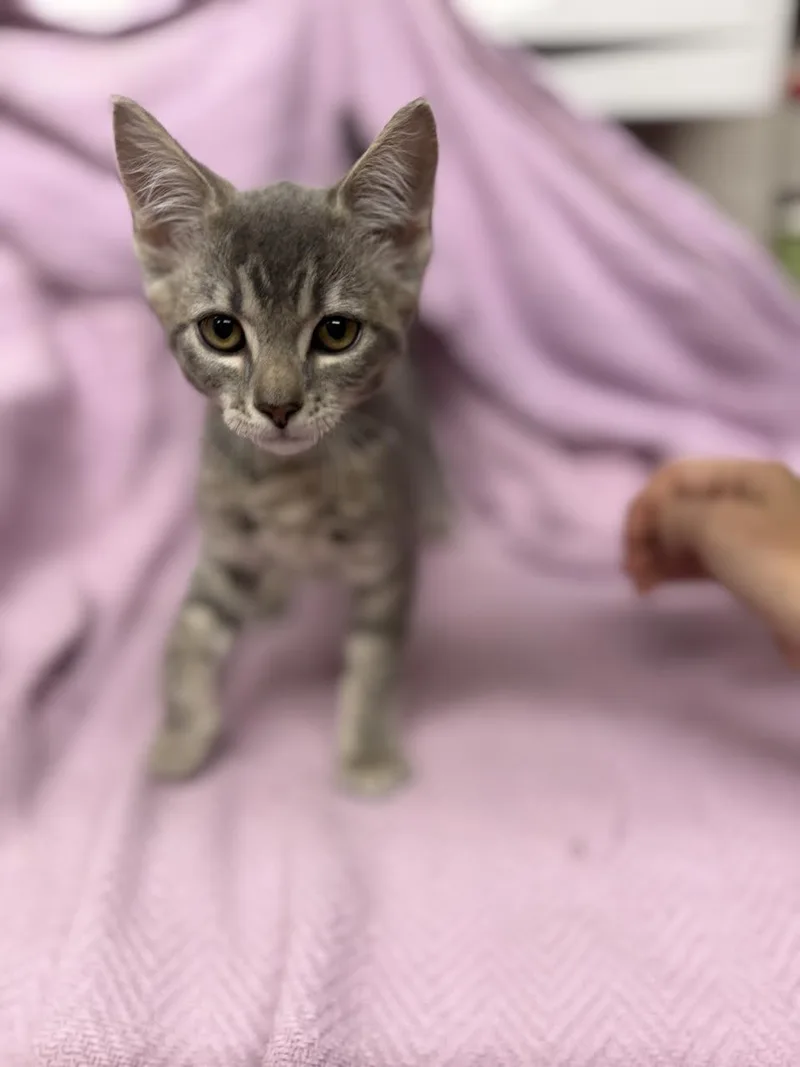A young small-sized female Tabby (Gray / Blue / Silver) Domestic Short Hair cat named Tulip for adoption in Oakdale, CA