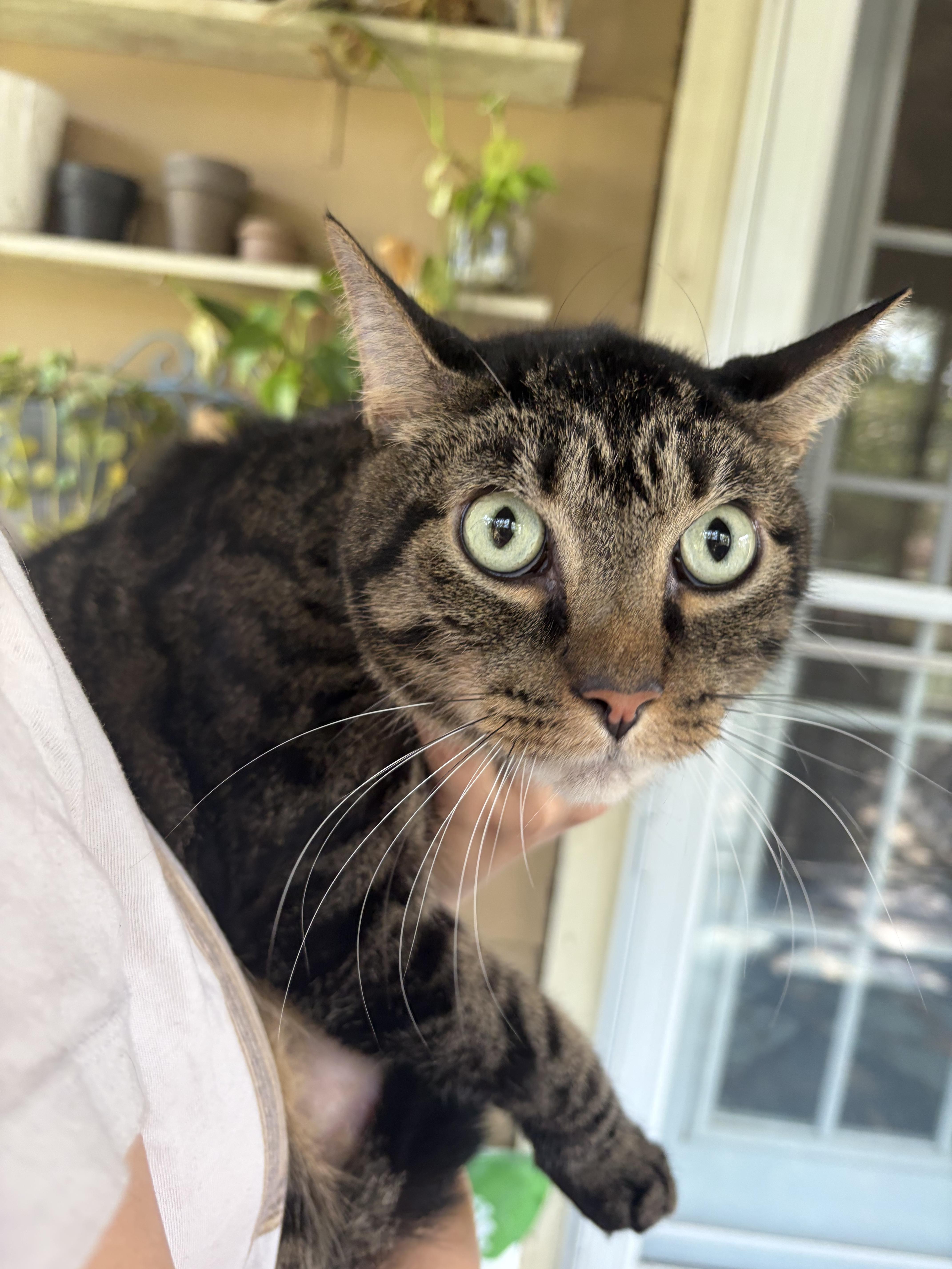 An adult large-sized male Tabby (Brown / Chocolate) Domestic Short Hair cat named Jimmy for adoption in Fort Oglethorpe, GA