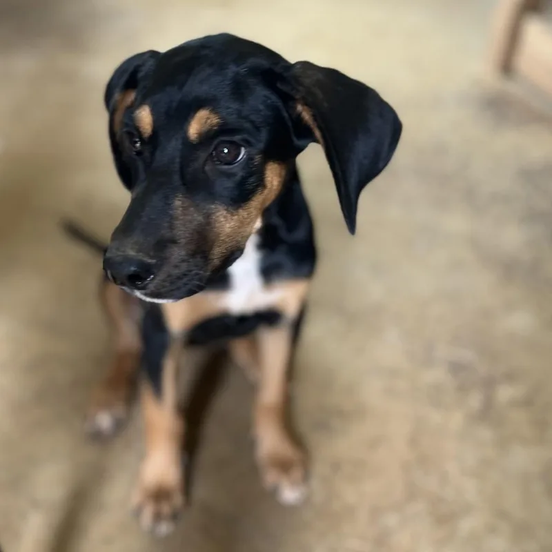A young medium-sized female Black Mixed Breed dog named Shannon for adoption in Brownsboro, AL