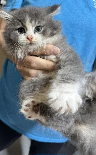 A young medium-sized male Gray & White Domestic Long Hair cat named Ferguson for adoption in Apollo, PA