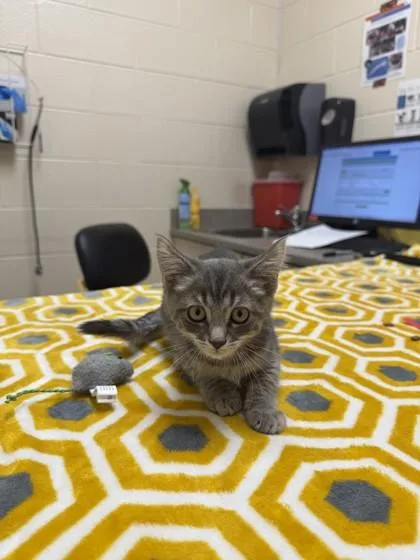 An adult medium-sized female Domestic Short Hair cat named Katniss for adoption in Westland, MI