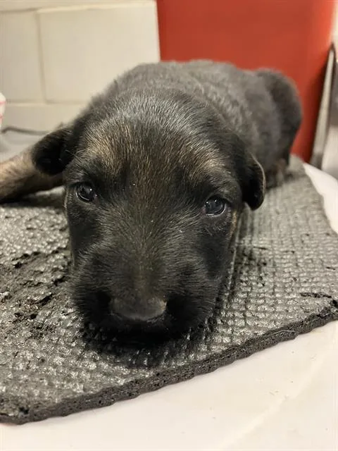 A baby large-sized male German Shepherd Dog dog named Collin for adoption in Dallas, TX