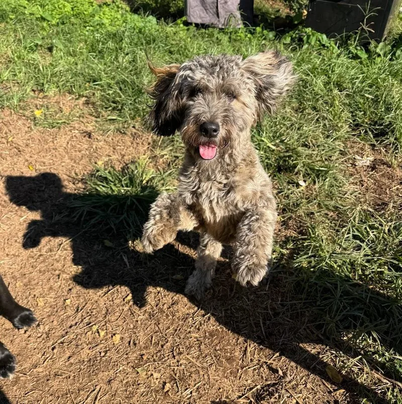 A baby small-sized male Wheaten Terrier dog named Wicket W. Warrick for adoption in Troy, VA