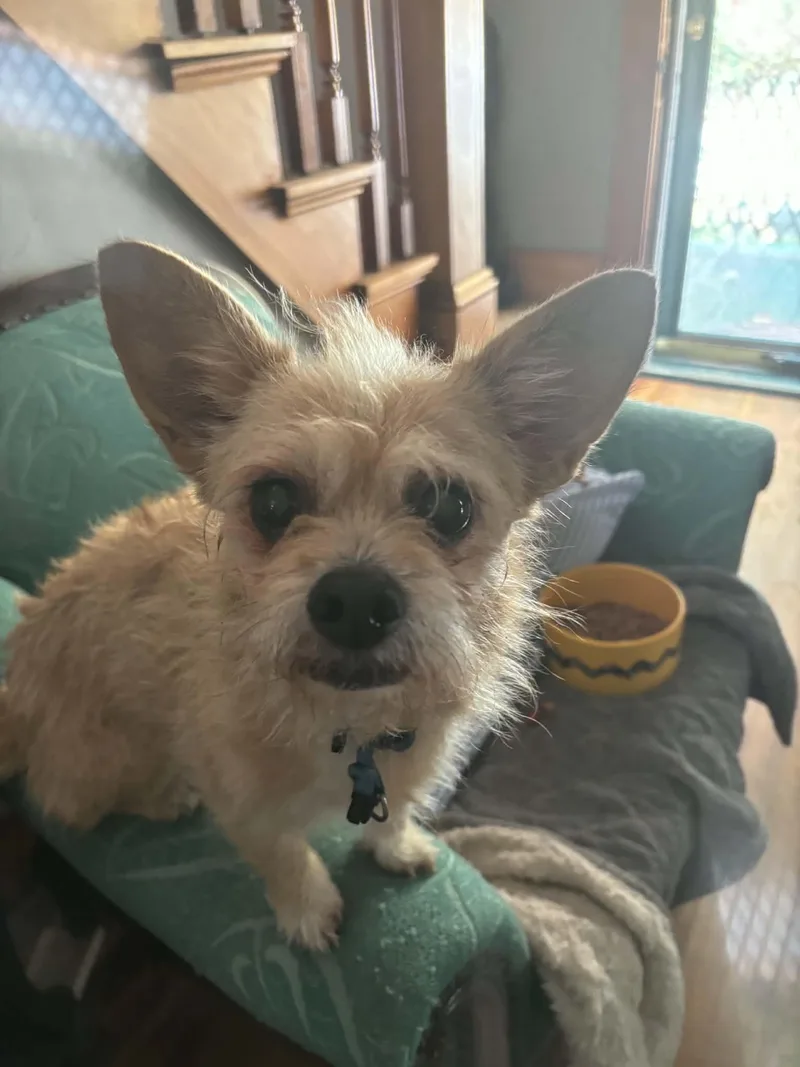 A young medium-sized female Mixed Breed dog named Peanut for adoption in Montpelier, VT