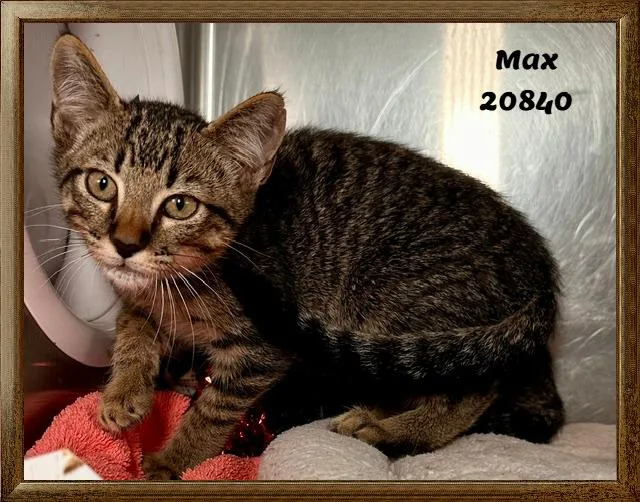 Max