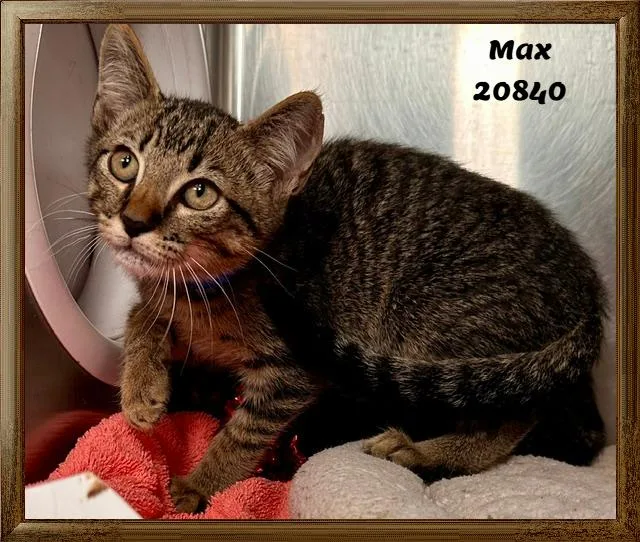 Max thumbnail 4