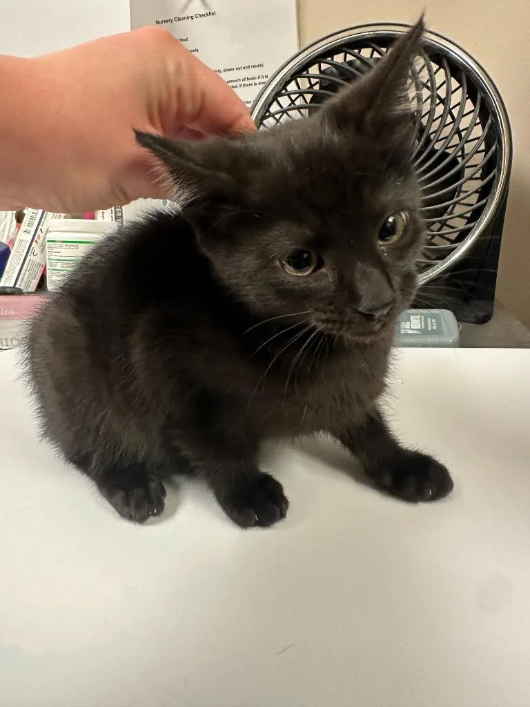 A baby small-sized female Domestic Short Hair cat named Magnolia for adoption in Blountville, TN