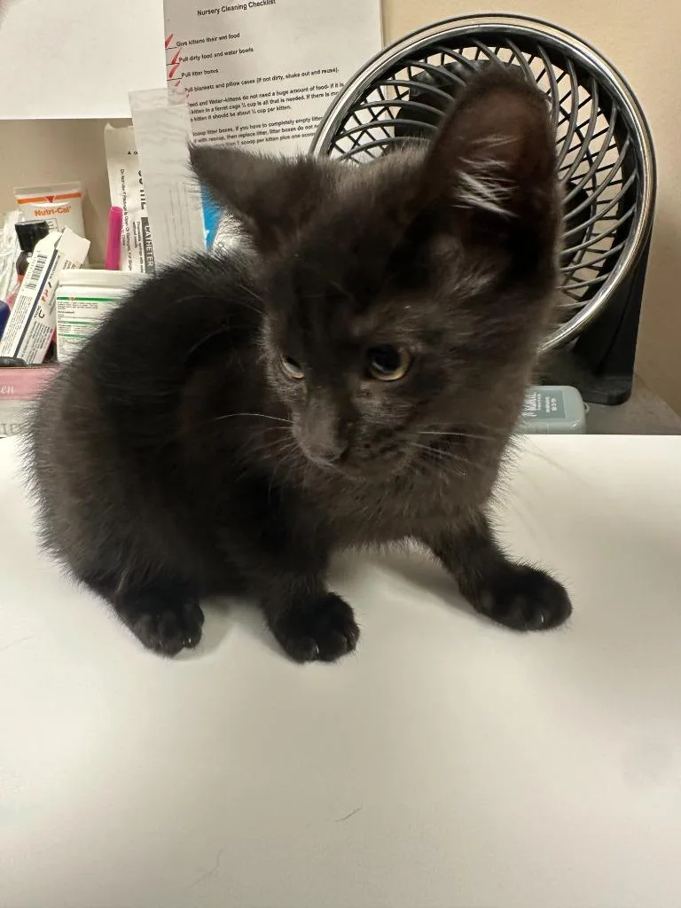 Magnolia thumbnail 2