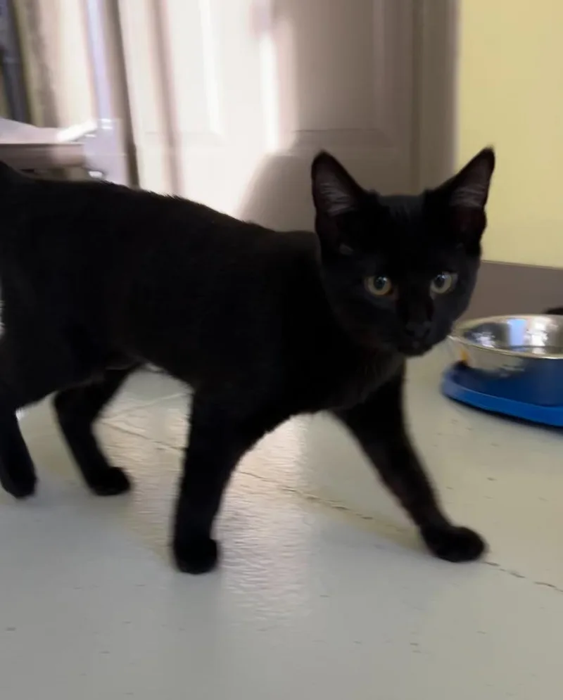 Magnolia thumbnail 3