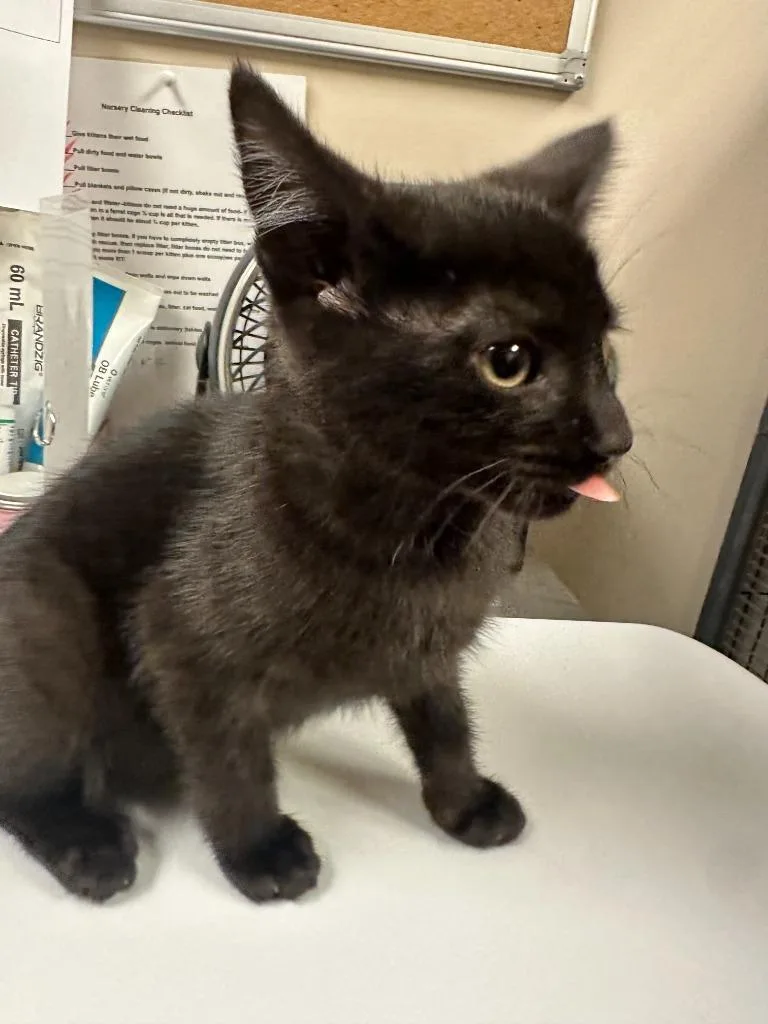 Magnolia thumbnail 4