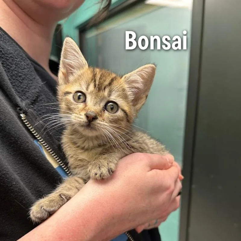 A baby small-sized male Brown / Chocolate American Shorthair cat named Bonsai for adoption in Oak Ridge, TN
