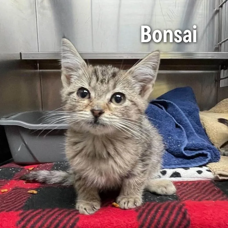 Bonsai thumbnail 2