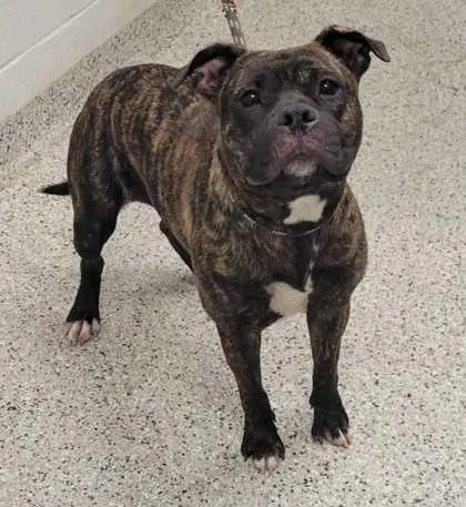 An adult large-sized female Black Pit Bull Terrier dog named Shawney for adoption in Kansas City, MO
