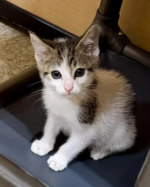 A baby small-sized male Domestic Short Hair cat named Remy for adoption in Camarillo, CA