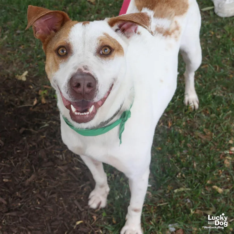 An adult medium-sized female Pointer dog named Riley for adoption in Washington, DC