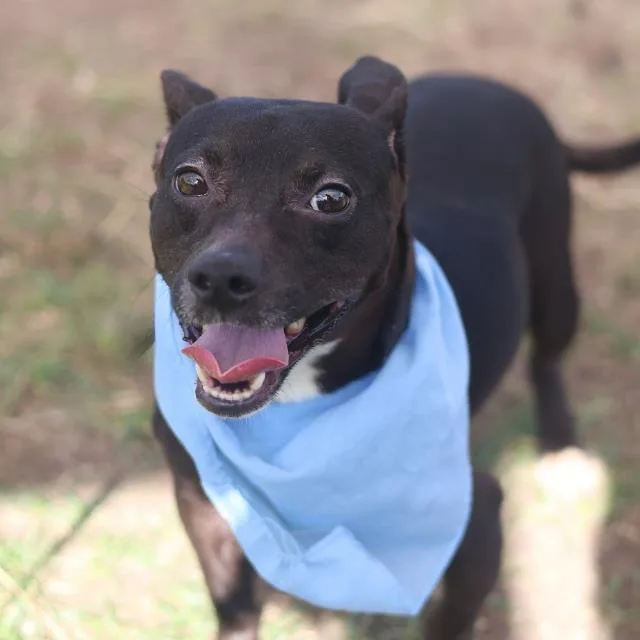 A young small-sized male Terrier dog named Percy for adoption in San Antonio, TX