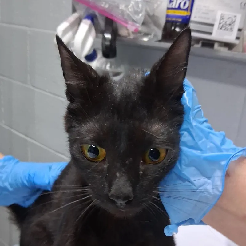 A young medium-sized female Black Domestic Short Hair cat named Licorice for adoption in Summerville, SC