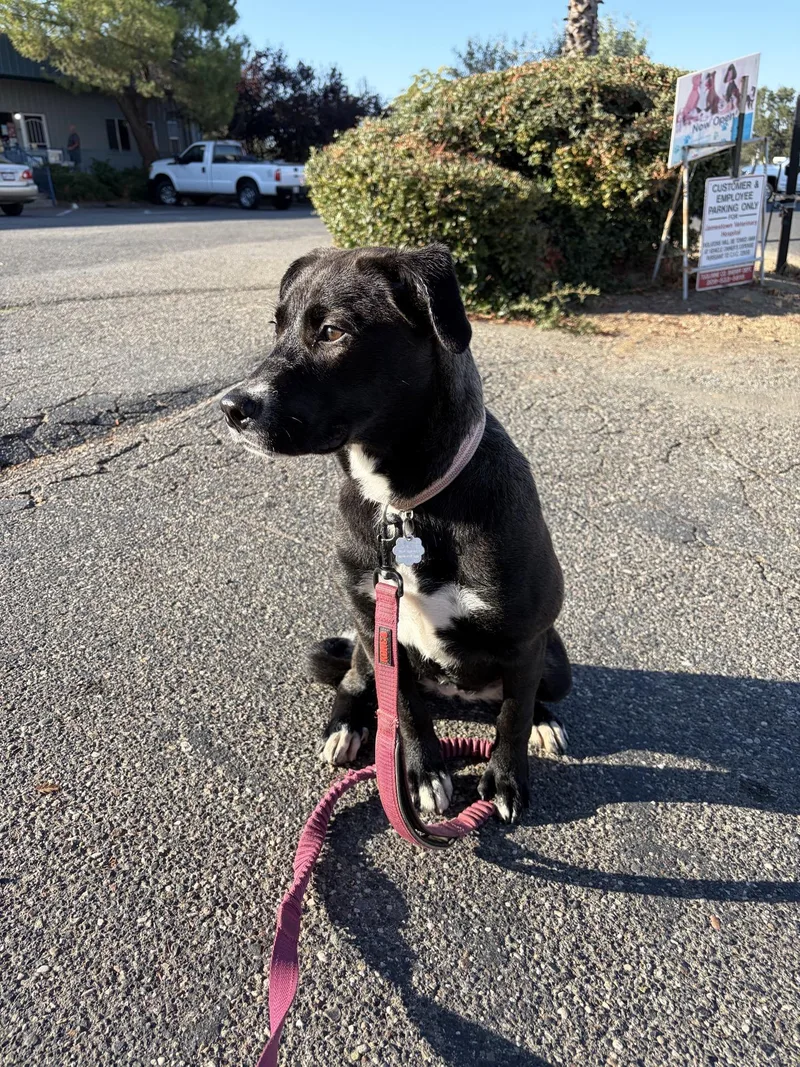 A young medium-sized female Black Labrador Retriever dog named Dolly for adoption in Sonora, CA