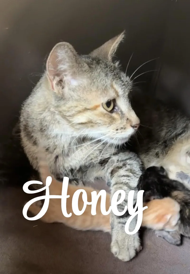 Honey thumbnail 4