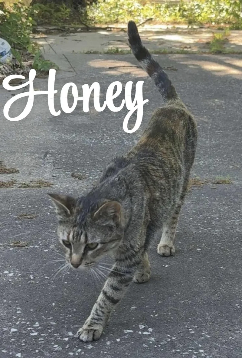 Honey thumbnail 5