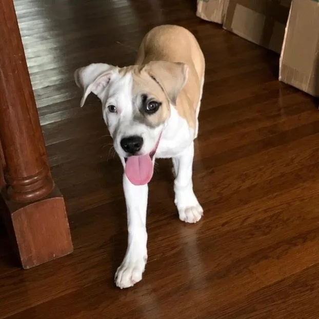 A baby medium-sized female Yellow / Tan / Blond / Fawn Terrier dog named Lucy for adoption in CORPUS CHRISTI, TX
