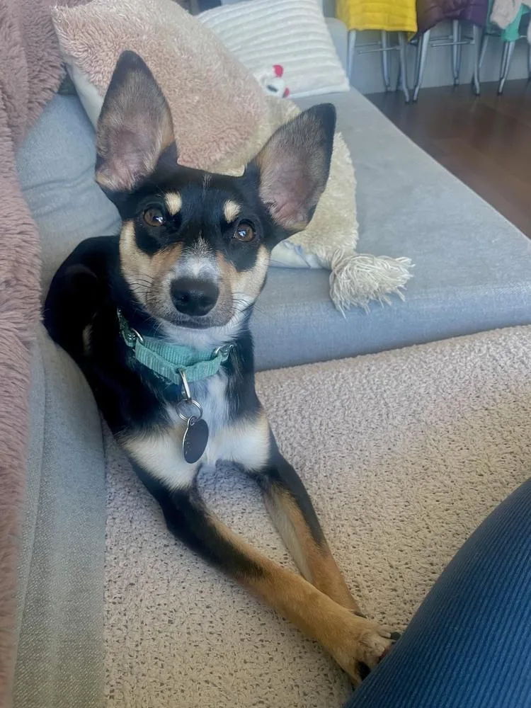 Eli