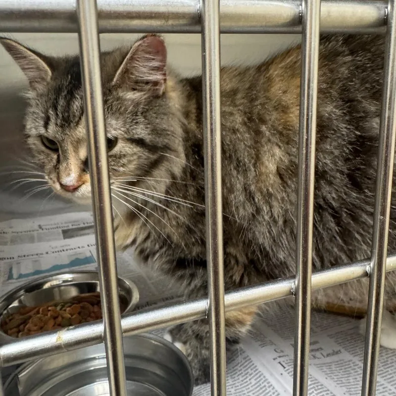 A young medium-sized female Domestic Medium Hair cat named Pickles for adoption in Winston-Salem, NC