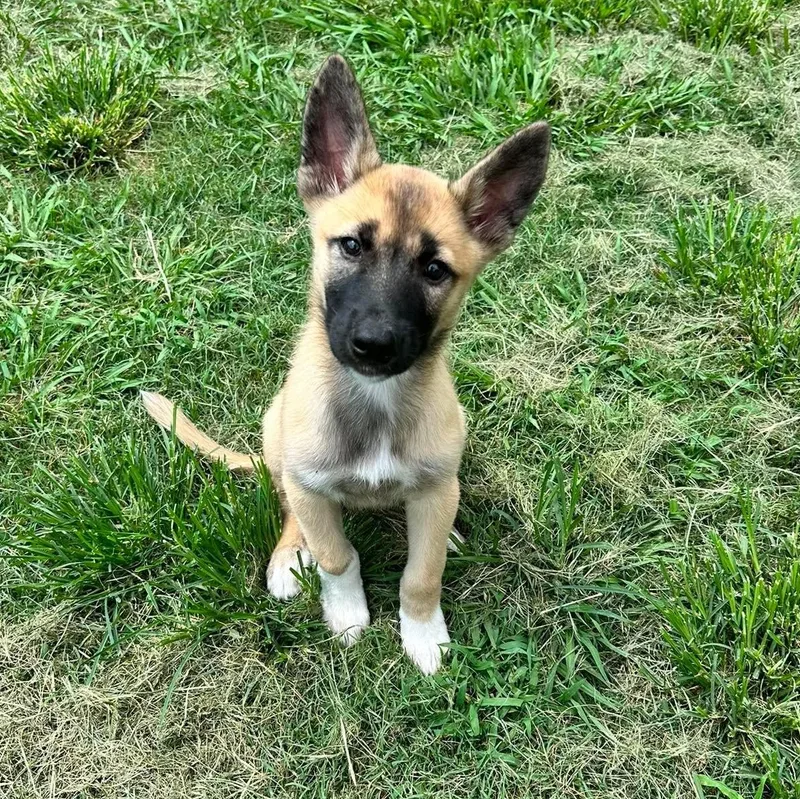 A baby medium-sized female Belgian Shepherd / Malinois dog named Zoe for adoption in Houston, TX