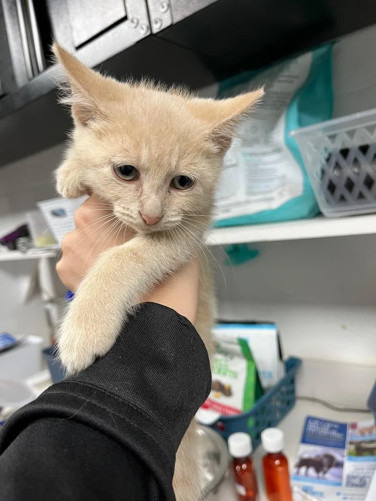 A baby medium-sized male Domestic Short Hair cat named Neopolitan for adoption in Troy, OH